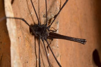 Media type: image; Invertebrate Zoology 132615